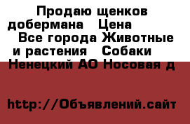 Продаю щенков добермана › Цена ­ 45 000 - Все города Животные и растения » Собаки   . Ненецкий АО,Носовая д.
